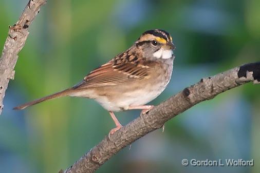 White-throated Sparrow_51804.jpg - White-throated Sparrow (Zonotrichia albicollis) photographed near Carleton Place, Ontario, Canada.